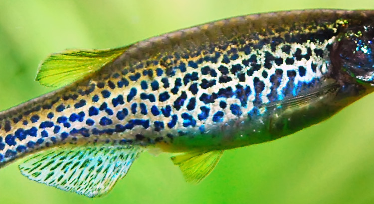 fish aquarium
