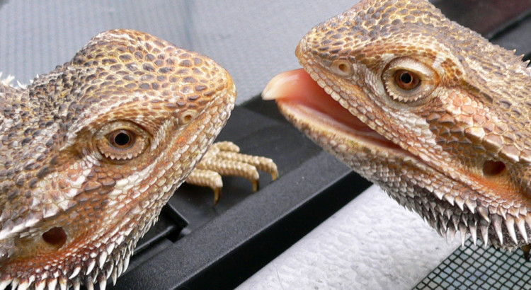 two bearded dragons