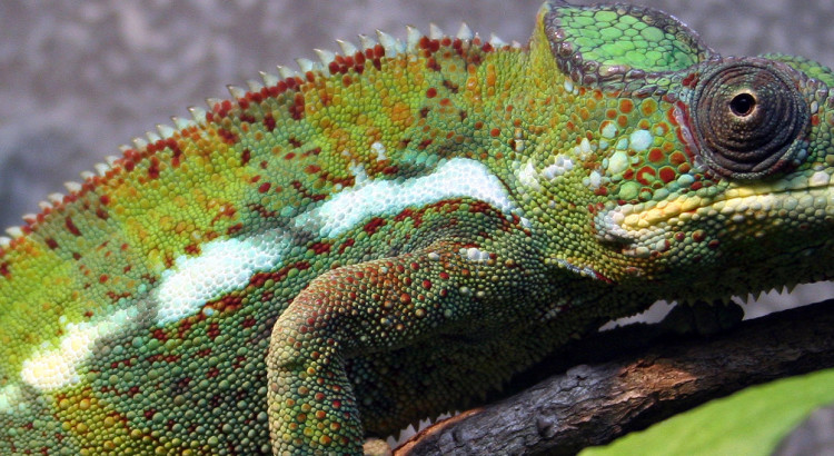green spotted chameleon vivarium