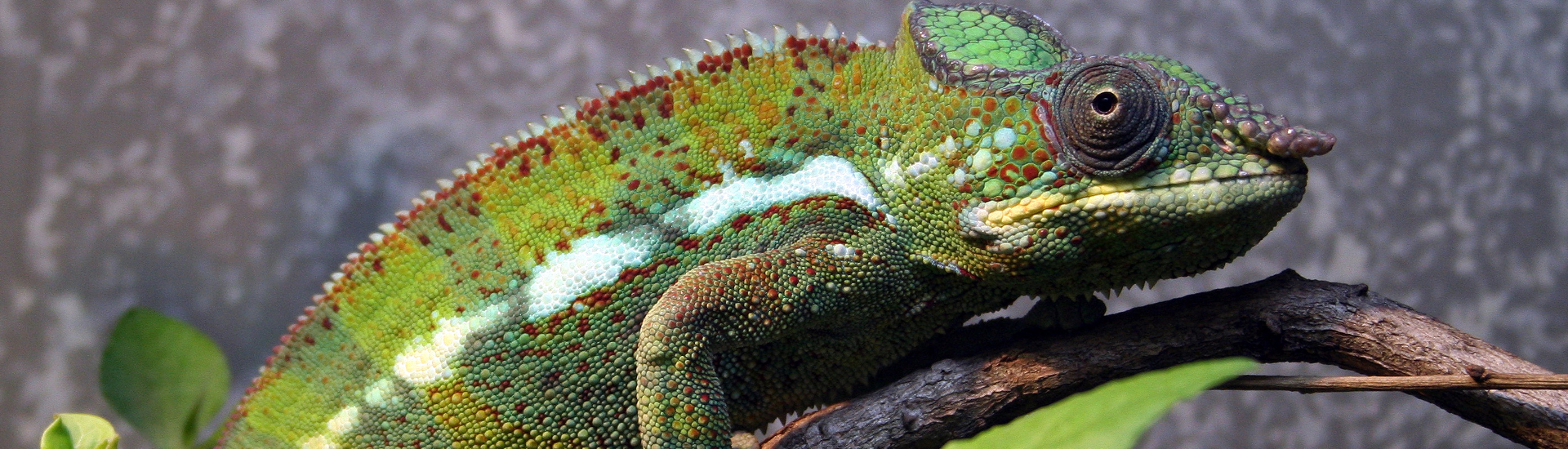 green spotted chameleon vivarium