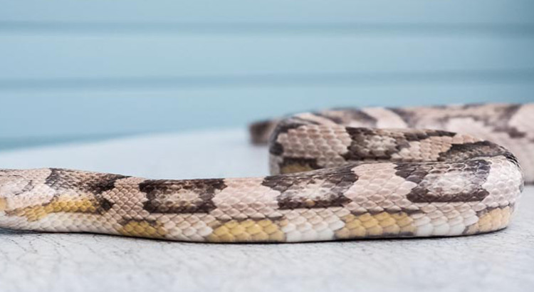 brown corn snake