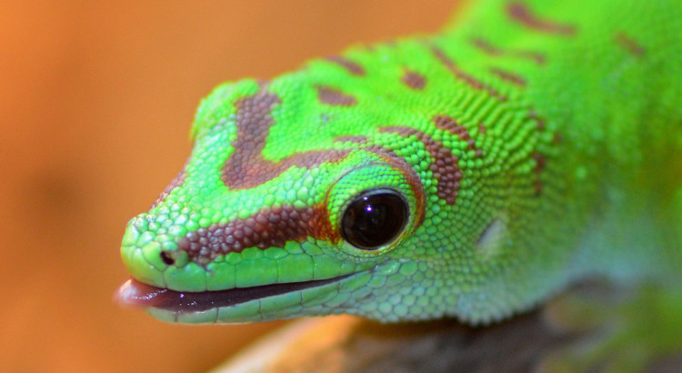 green gecko tongue
