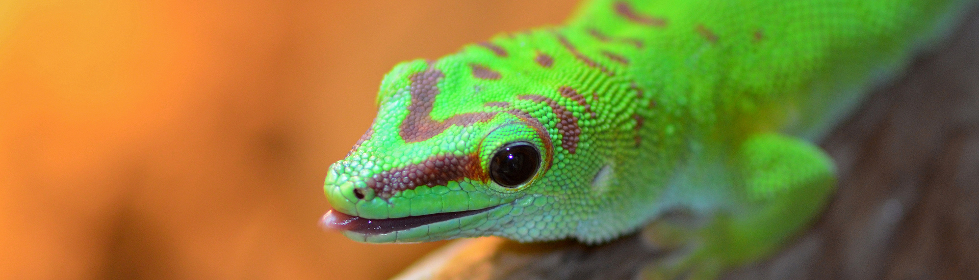 green gecko tongue