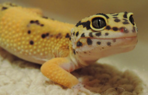 smiling leopard gecko