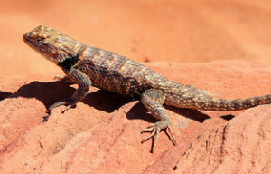 desert lizard