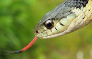 snake with its tongue out