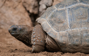 tortoise side view