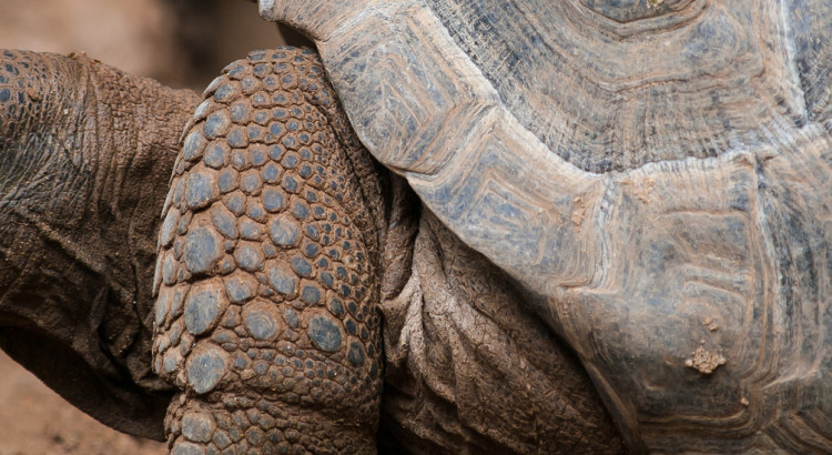 tortoise side view