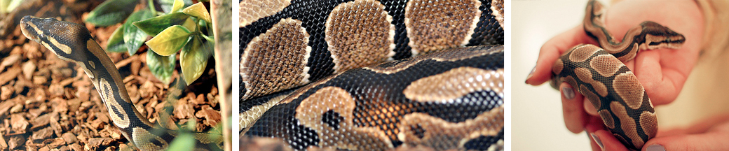 ball python photo