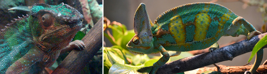 chameleon for sale