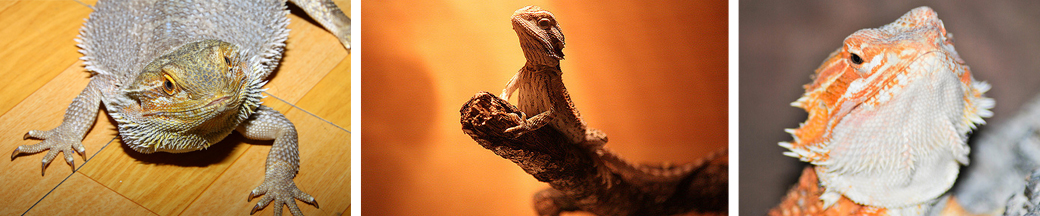 colorful bearded dragons