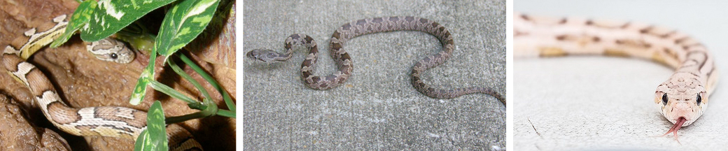 corn snake photos