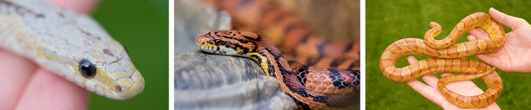 three corn snakes of different colors