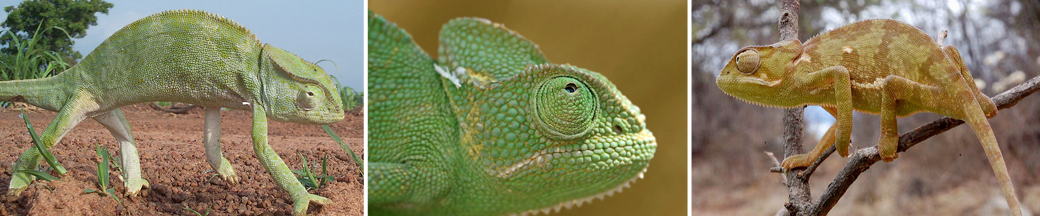 three green chameleons