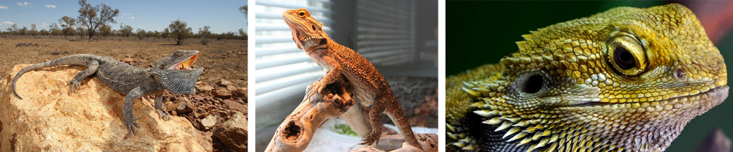 bearded dragon pet ownership tips