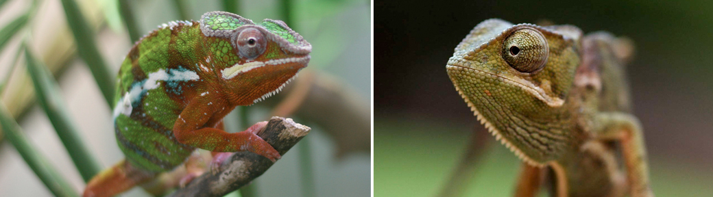 two chameleon species in one terrarium