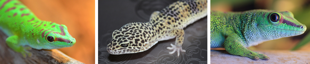 colorful gecko types