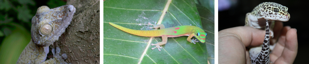 gecko types