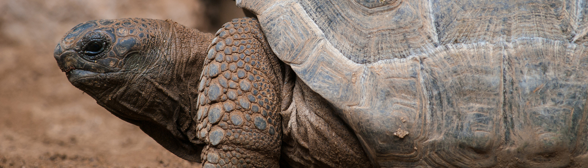tortoise side view
